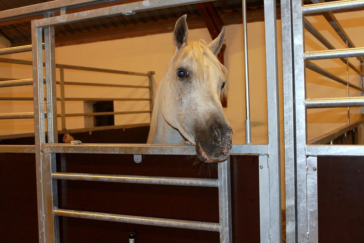 Min nye hestestald billede 14