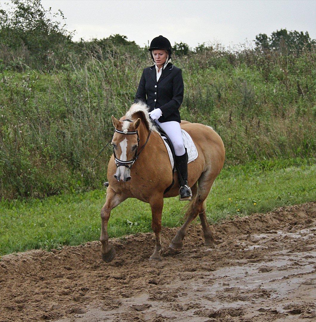 Guldager Rideklub - LD1 (Hest) Gry. billede 3