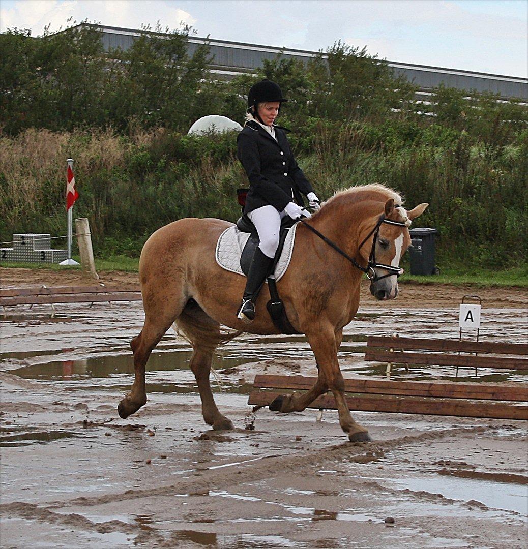 Guldager Rideklub - LD1 (Hest) Gry. billede 8