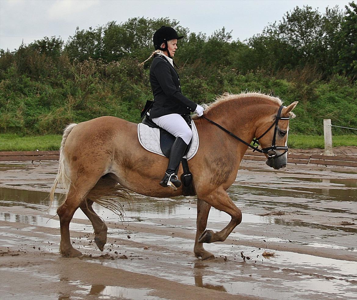 Guldager Rideklub - LD1 (Hest) Gry. billede 12