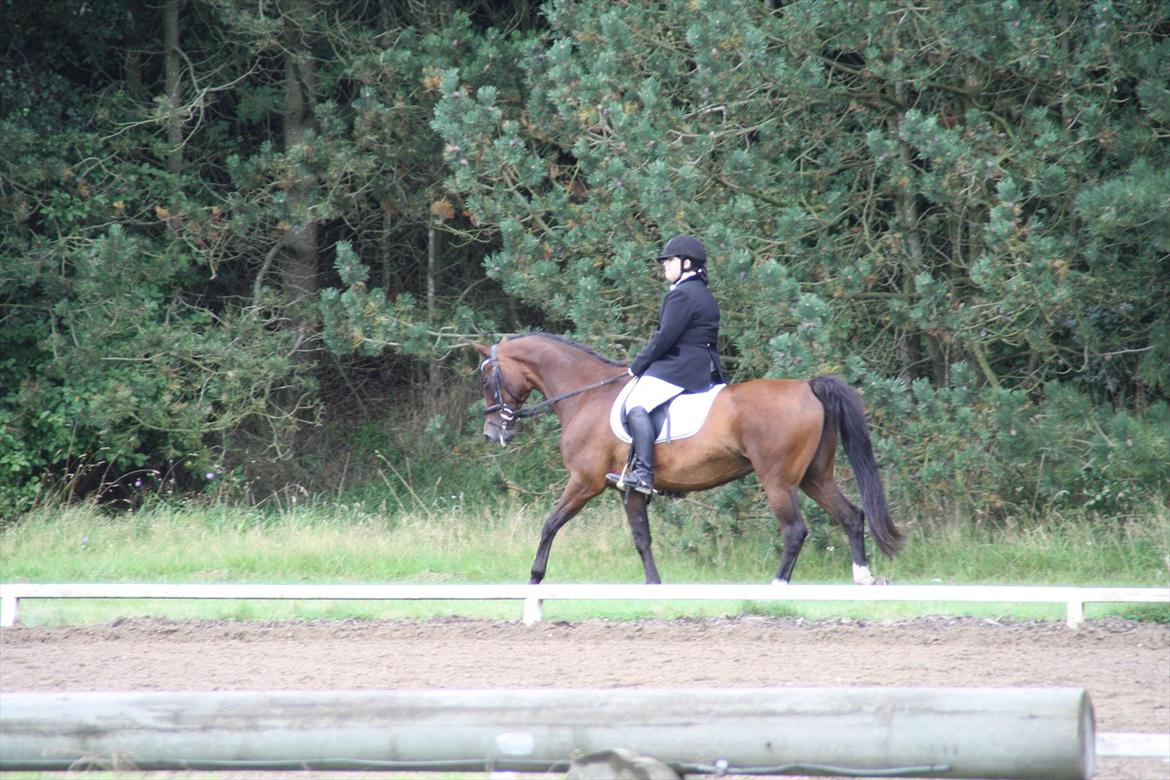 struer rideklub 27/8-11 billede 6