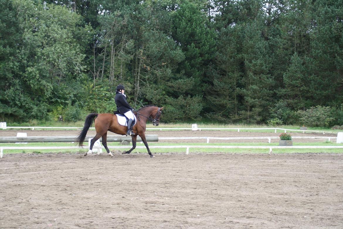 struer rideklub 27/8-11 billede 7