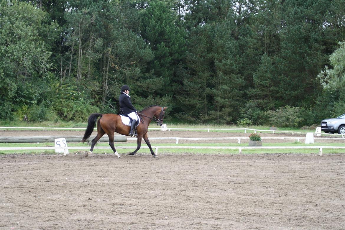 struer rideklub 27/8-11 billede 8