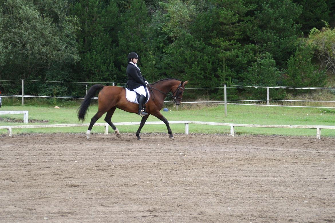 struer rideklub 27/8-11 billede 9