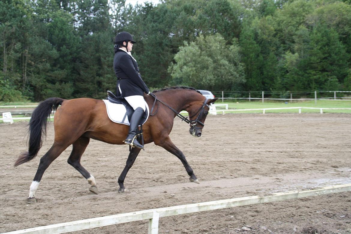 struer rideklub 27/8-11 billede 12