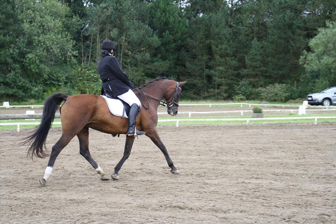 struer rideklub 27/8-11 billede 13