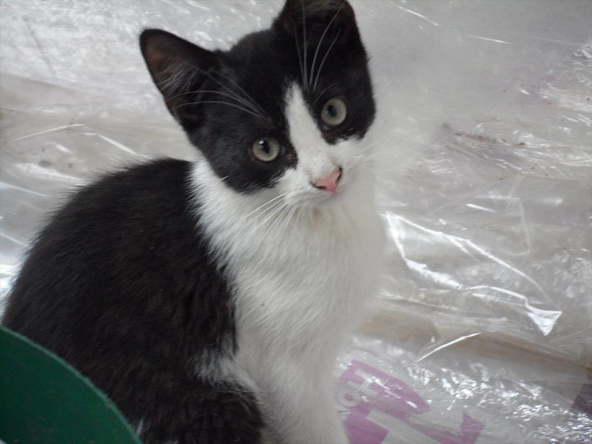 SKRK. Hyggelige tider med Skive Rideklub.  - En af rideskolens søde killinger!!  billede 6