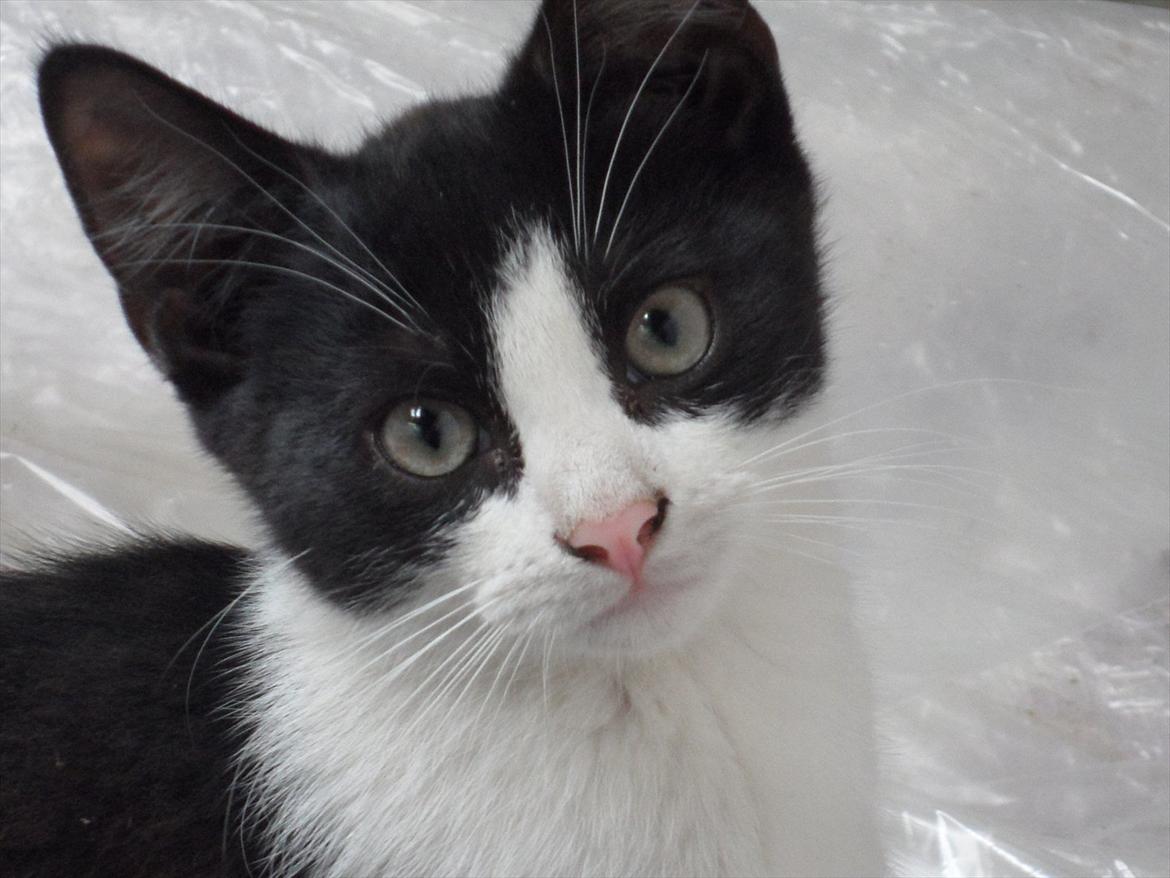 SKRK. Hyggelige tider med Skive Rideklub.  - nuuuuuuuuuuue!! billede 1