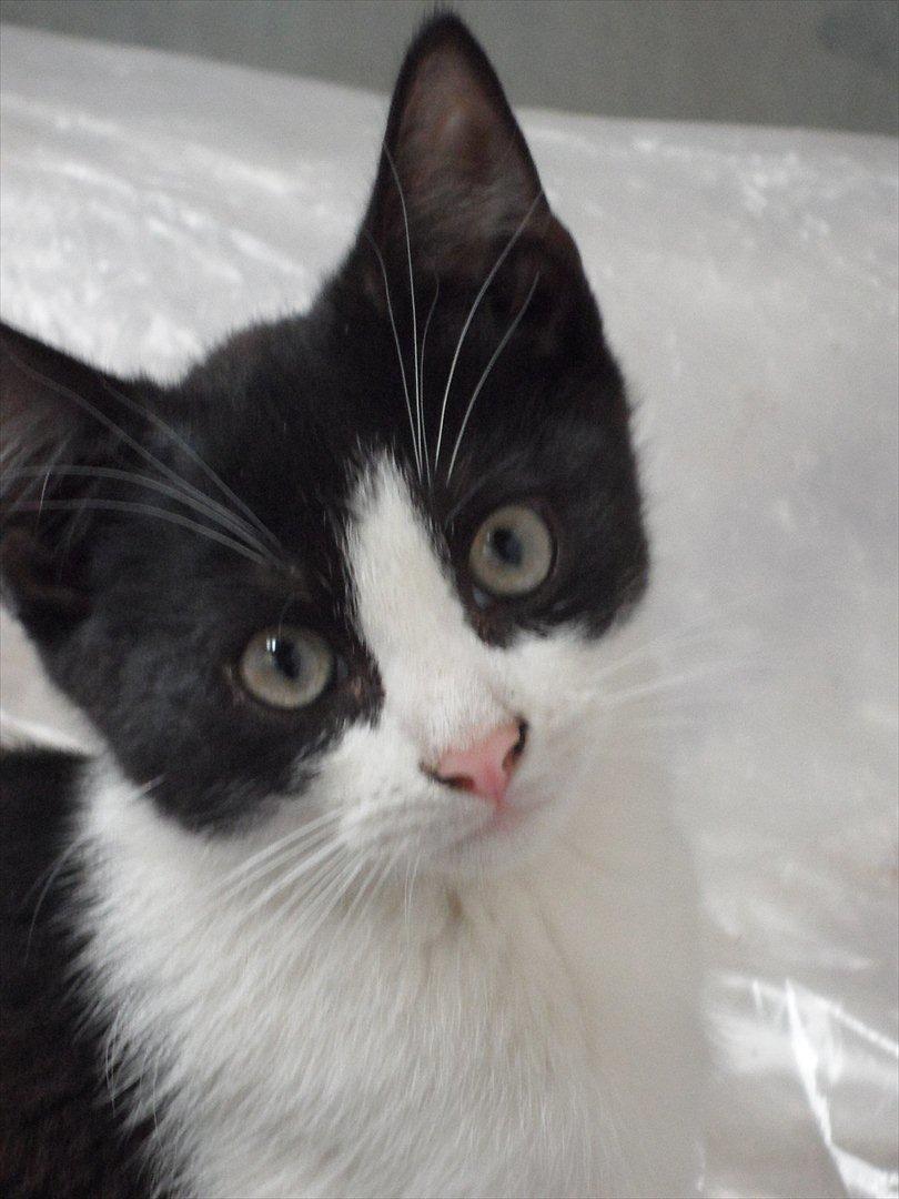 SKRK. Hyggelige tider med Skive Rideklub.  - SÅ nuttet! billede 7