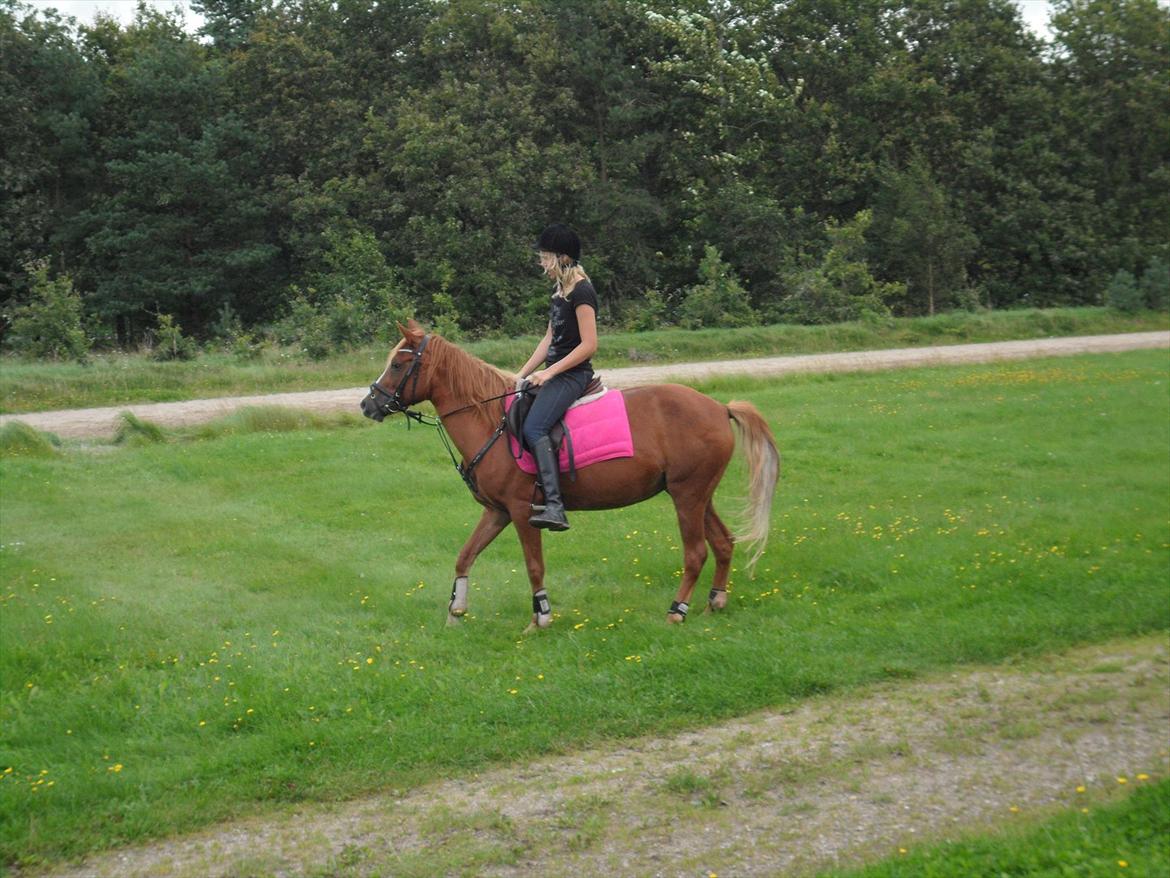 SKRK. Hyggelige tider med Skive Rideklub.  billede 16