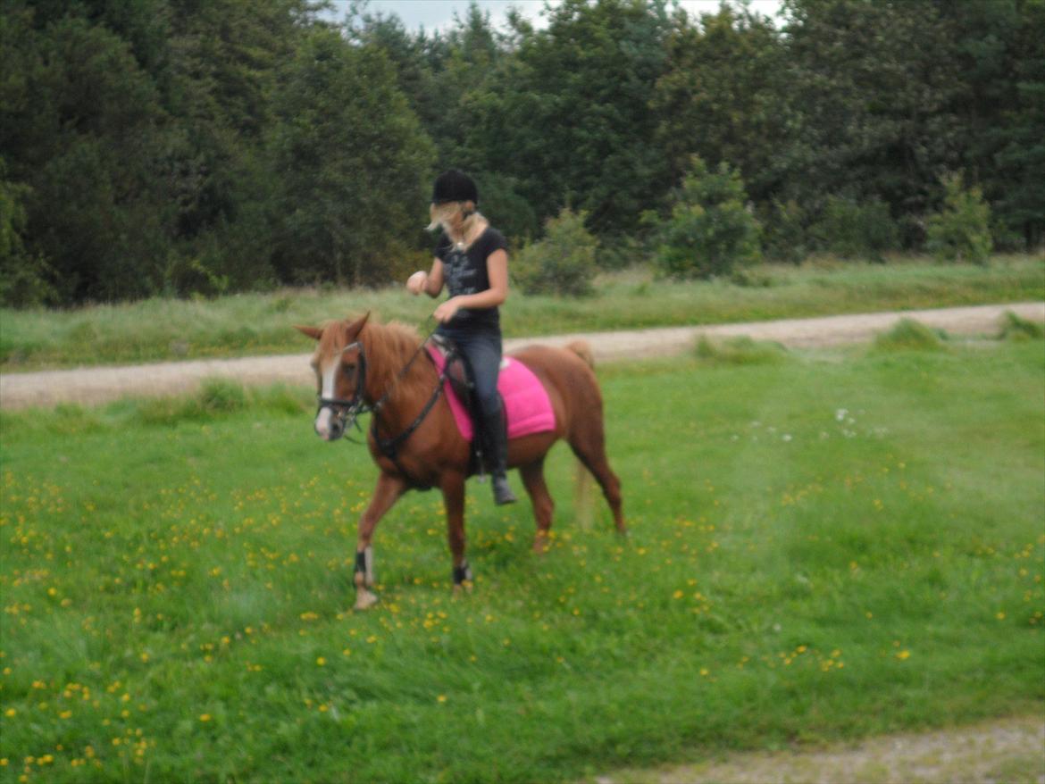 SKRK. Hyggelige tider med Skive Rideklub.  billede 18