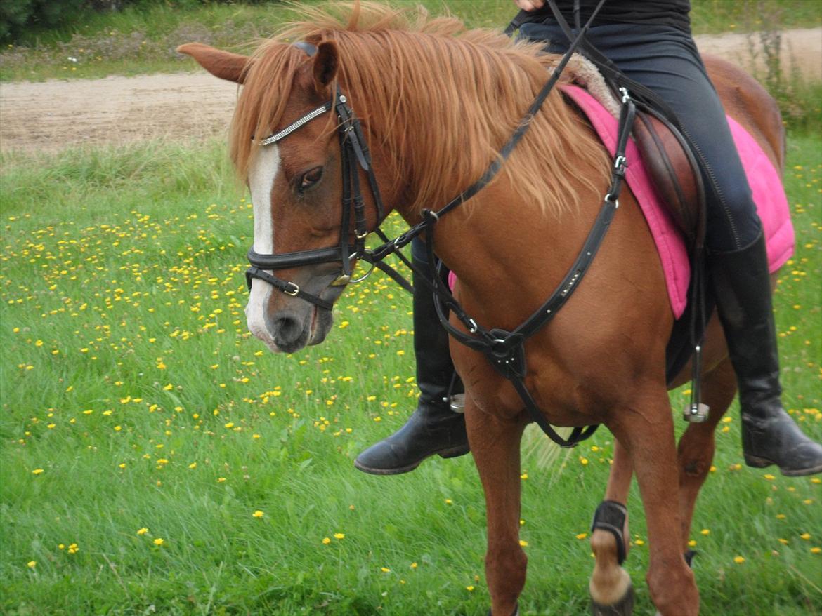 SKRK. Hyggelige tider med Skive Rideklub.  billede 24
