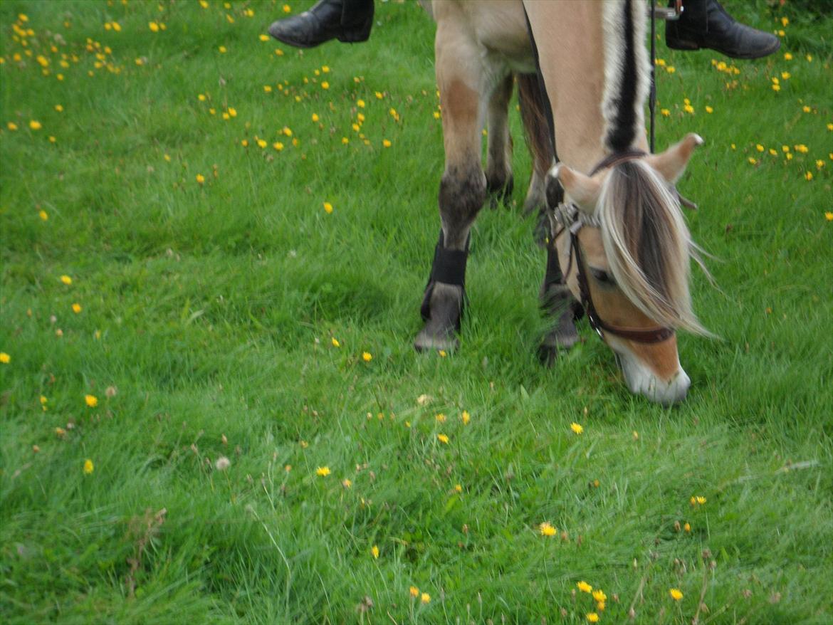 SKRK. Hyggelige tider med Skive Rideklub.  - Jason :) billede 26