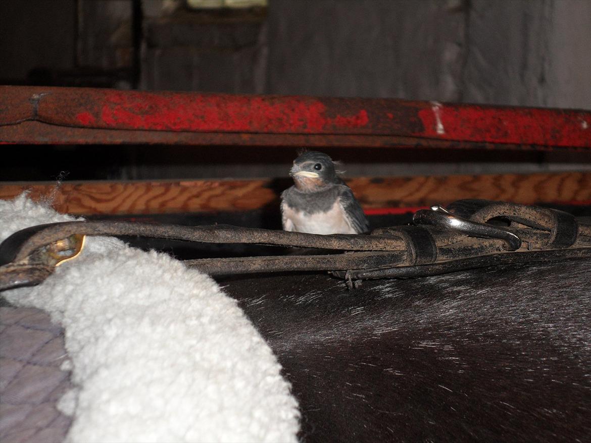 SKRK. Hyggelige tider med Skive Rideklub.  - Sød svale unge  på Play Girl's bagdel efter ride tur :) billede 29