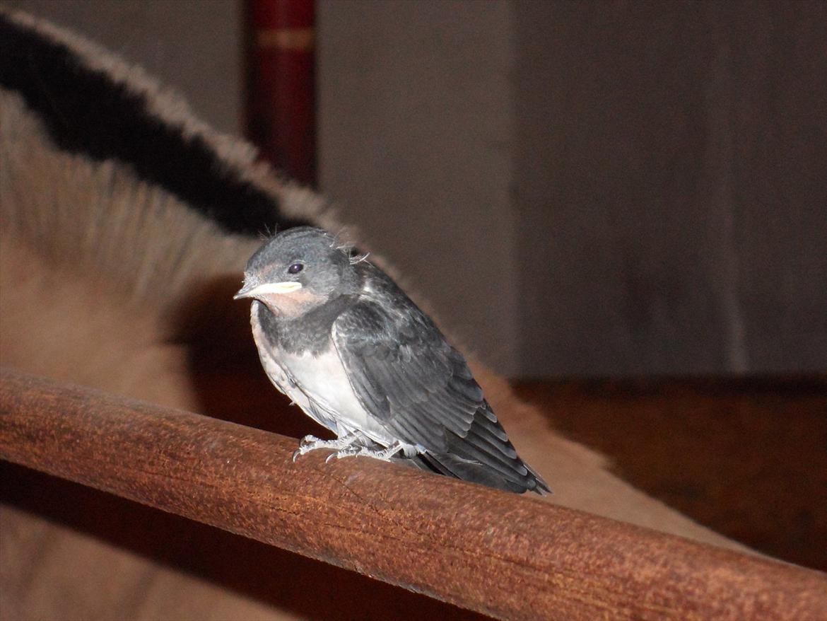 SKRK. Hyggelige tider med Skive Rideklub.  - den var ret grim, faktisk........ :) billede 30