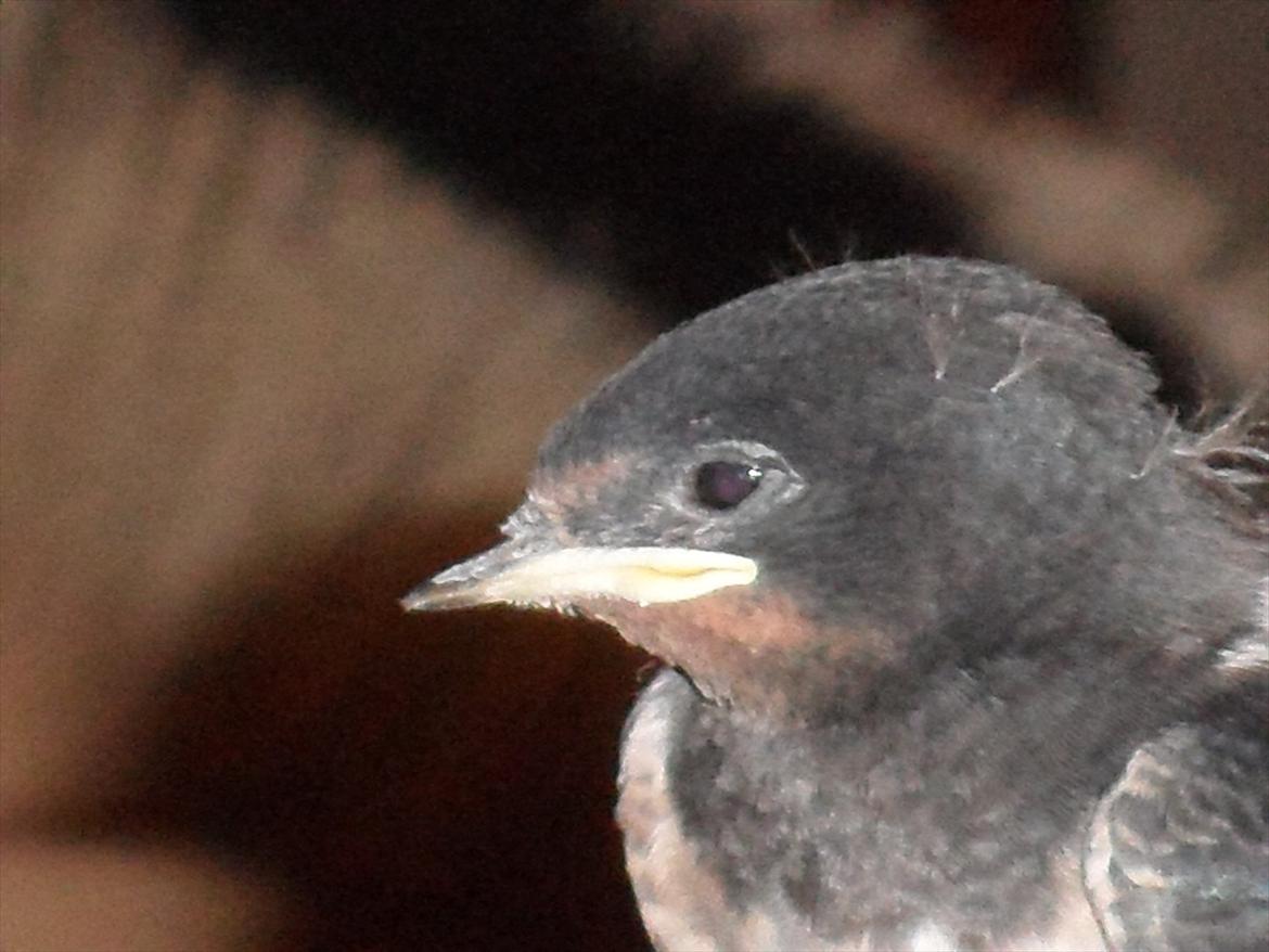 SKRK. Hyggelige tider med Skive Rideklub.  - gentager.... ret grim ;) billede 31