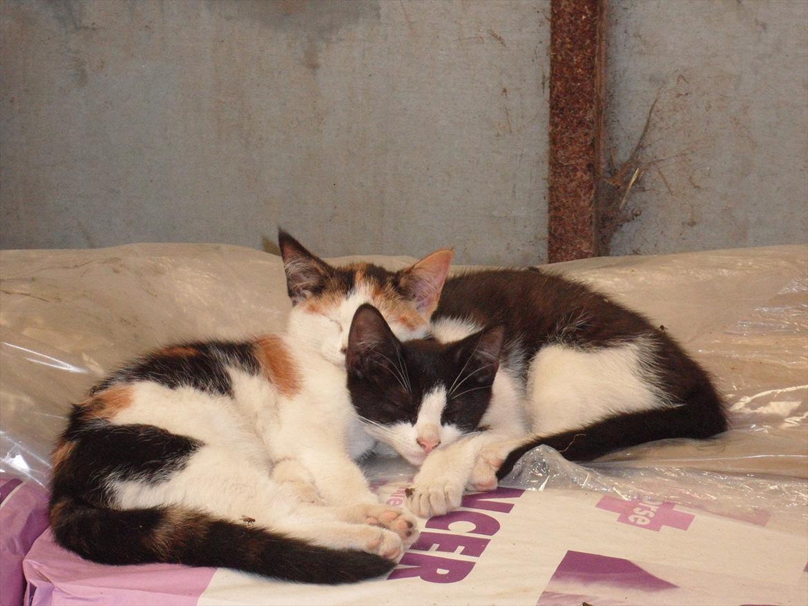 SKRK. Hyggelige tider med Skive Rideklub.  - SKRK's killinger, som hygger i fodre rummet! :)) billede 32