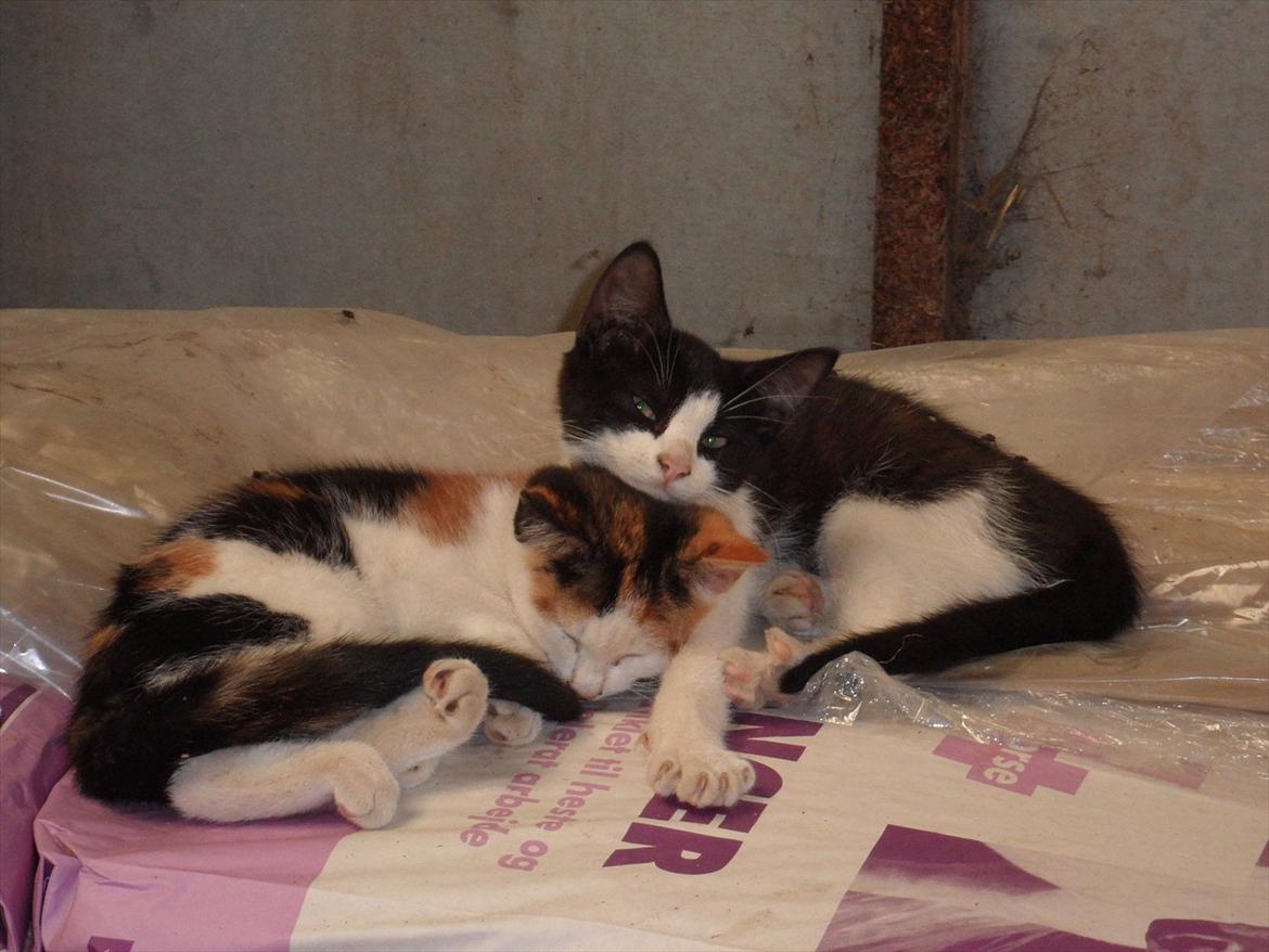 SKRK. Hyggelige tider med Skive Rideklub.  billede 33