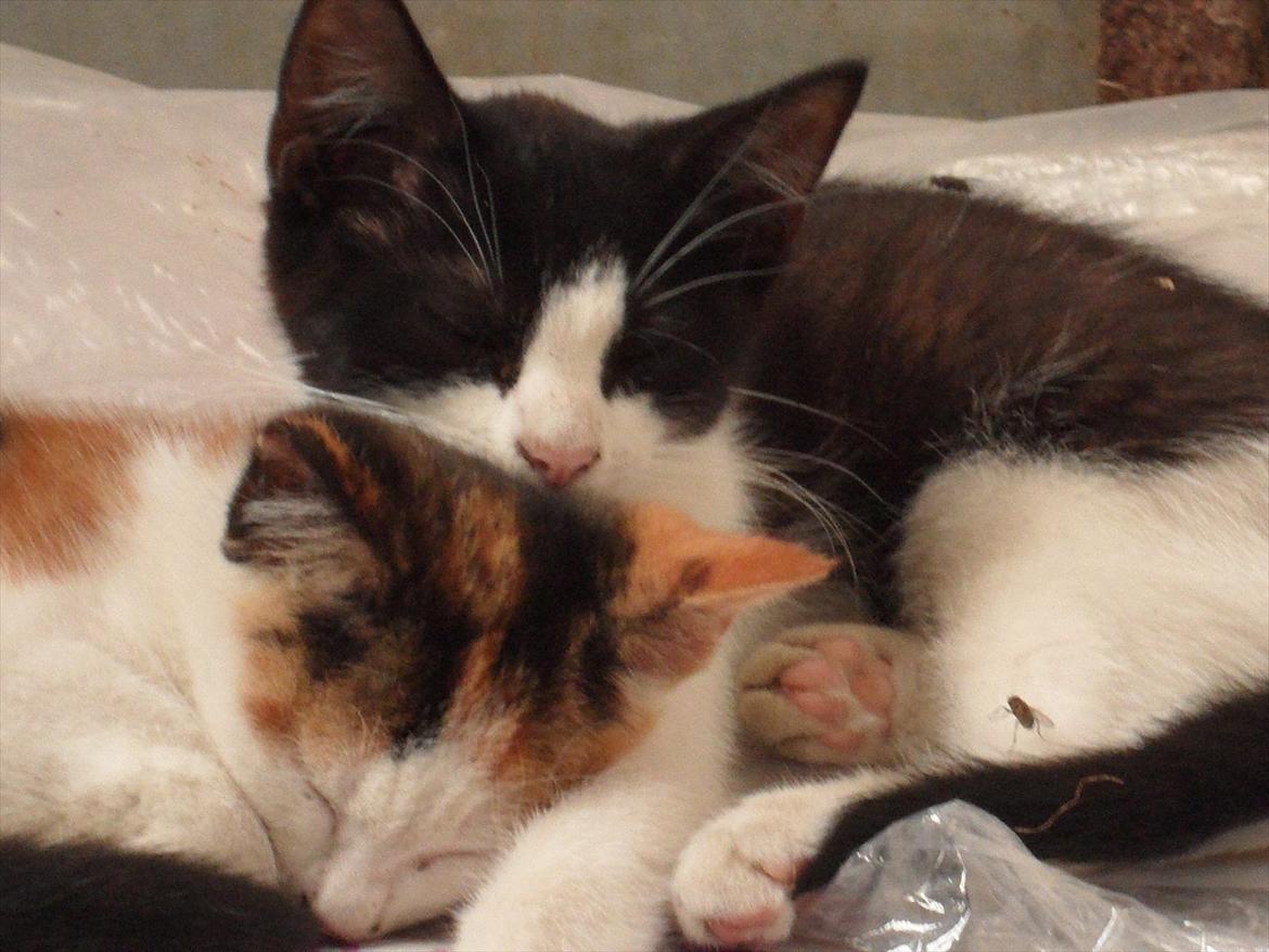 SKRK. Hyggelige tider med Skive Rideklub.  - Er de ikke bare kære? billede 34