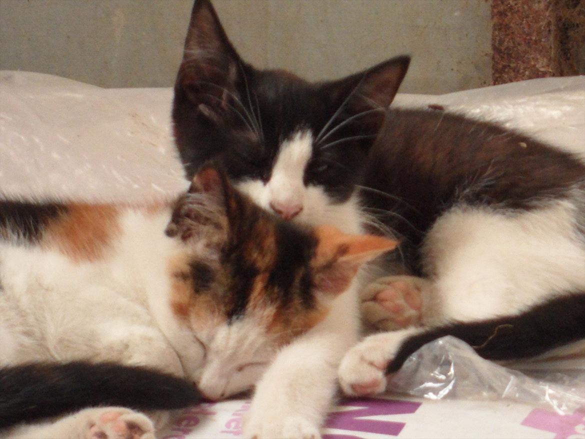 SKRK. Hyggelige tider med Skive Rideklub.  billede 35