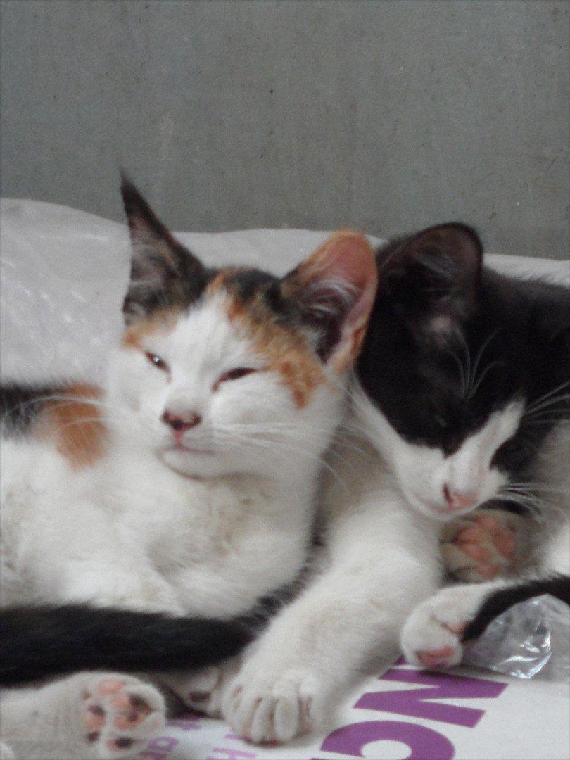 SKRK. Hyggelige tider med Skive Rideklub.  billede 36