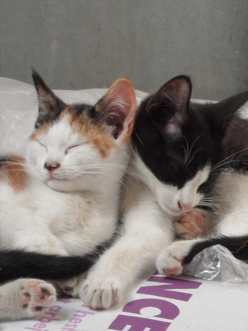 SKRK. Hyggelige tider med Skive Rideklub.  - AAAAALT FOR SØDE! billede 37