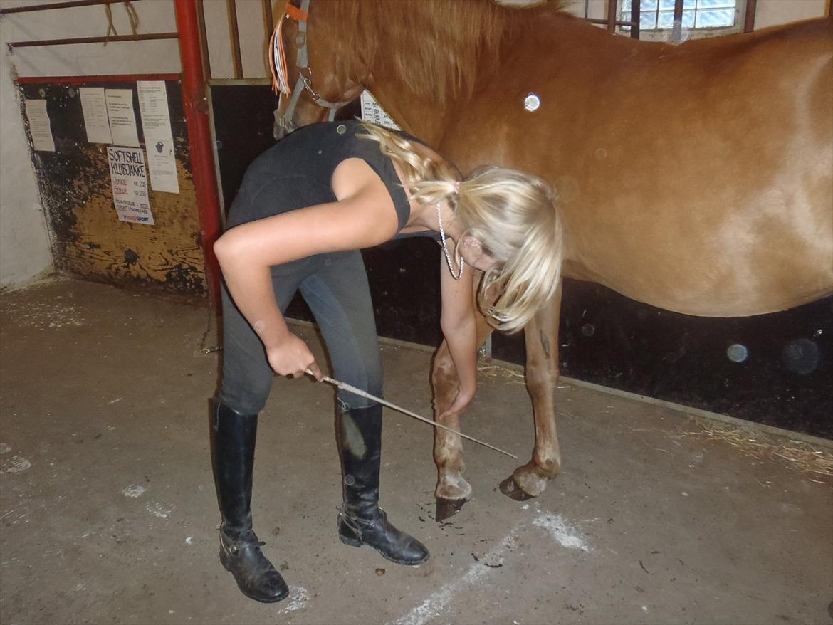 SKRK. Hyggelige tider med Skive Rideklub.  - Delphine lærer at løfte benet på komando :) Det gik faktisk fint :) billede 52