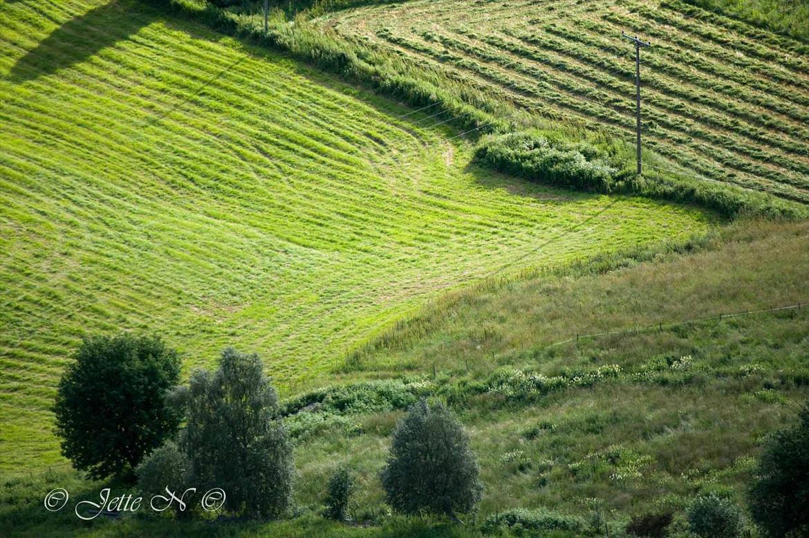 Billeder fra Norge 2011 - (Nikon D300s med 55-200 mm VR f/4-5,6 objektiv)  billede 18
