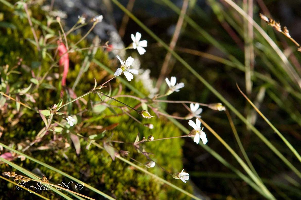 Billeder fra Norge 2011 - Flora på fjeldet (Nikon D300s med 17-55 mm f/2,8 objektiv)  billede 20