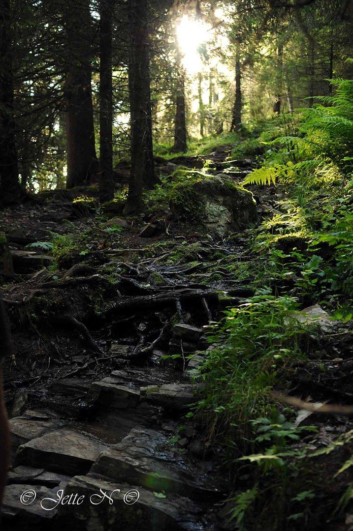 Billeder fra Norge 2011 - Stien ned gennem skoven (Nikon D300s med 17-55 mm f/2,8 objektiv)  billede 21