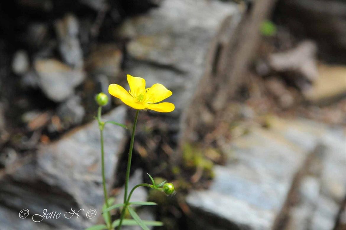 Billeder fra Norge 2011 - En Ranunkel titter frem mellem klipperne (Nikon D300s med 17-55 mm f/2,8 objektiv)  billede 22