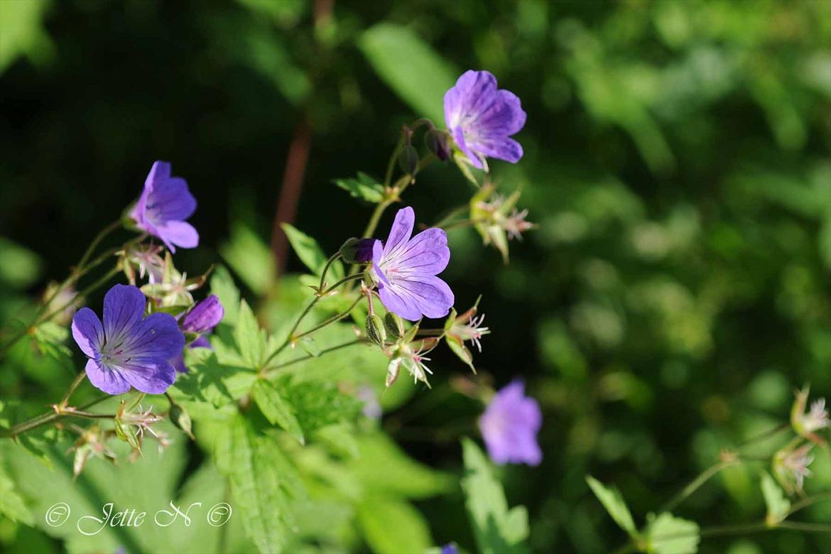 Billeder fra Norge 2011 - (Nikon D300s med 17-55 mm f/2,8 objektiv)  billede 26