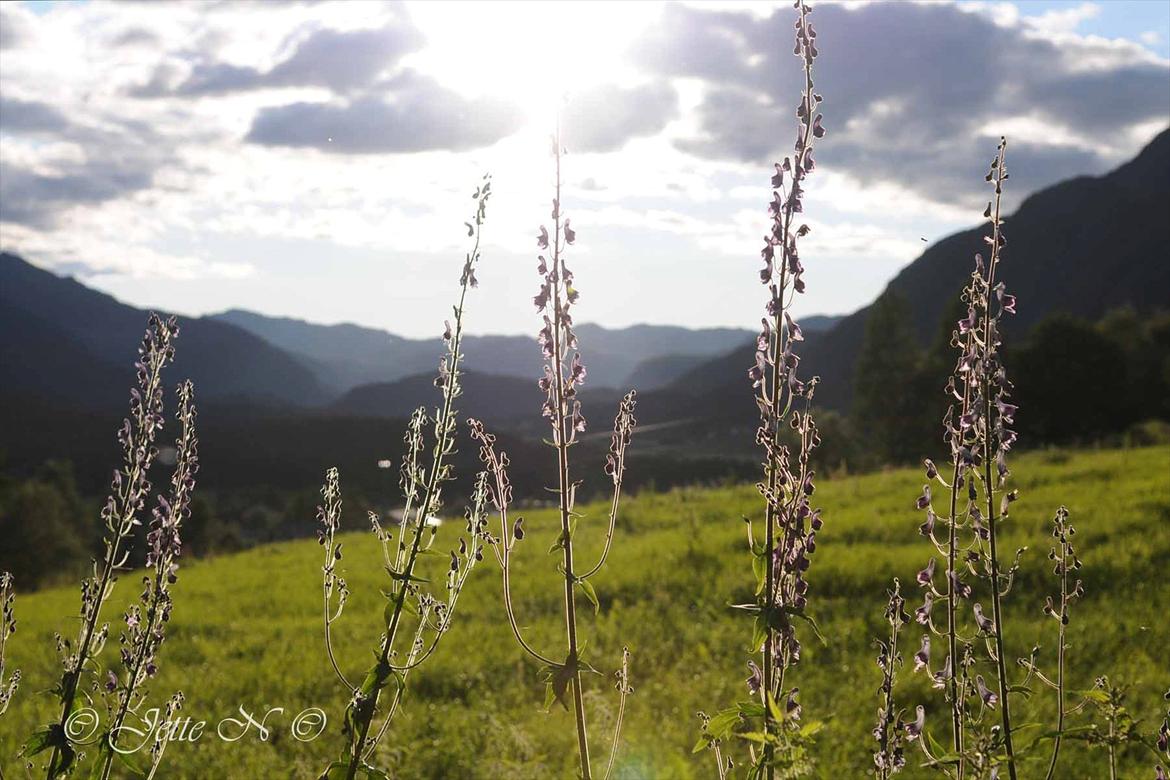 Billeder fra Norge 2011 - (Nikon D300s med 17-55 mm f/2,8 objektiv)  billede 25
