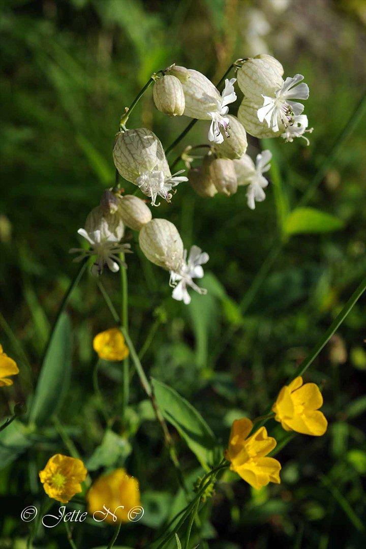 Billeder fra Norge 2011 - (Nikon D300s med 17-55 mm f/2,8 objektiv)  billede 27