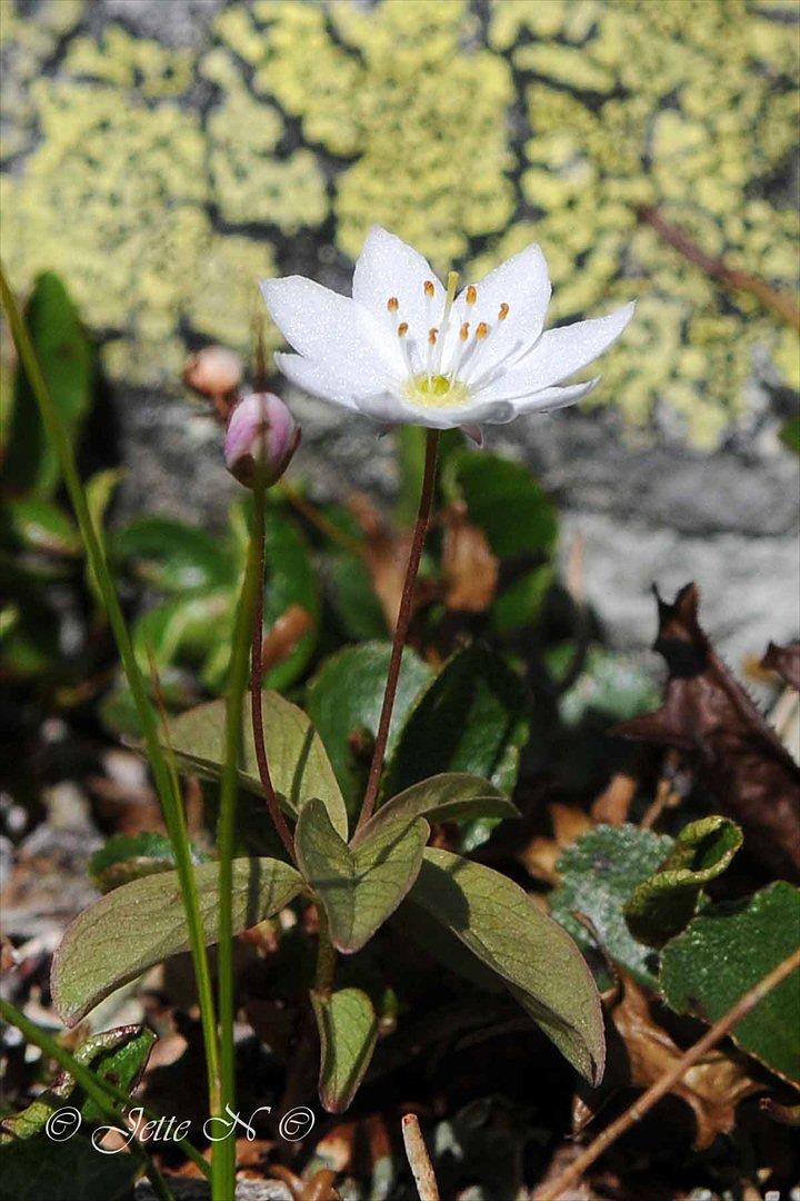 Billeder fra Norge 2011 - Flora på fjeldet. Mellem alle stenene dukker der indimellem de smukkeste blomster op, hvor næsten intet andet kan gro. Her er det en Skovstjerne. (Nikon D300s med 17-55 mm f/2,8 objektiv) billede 37