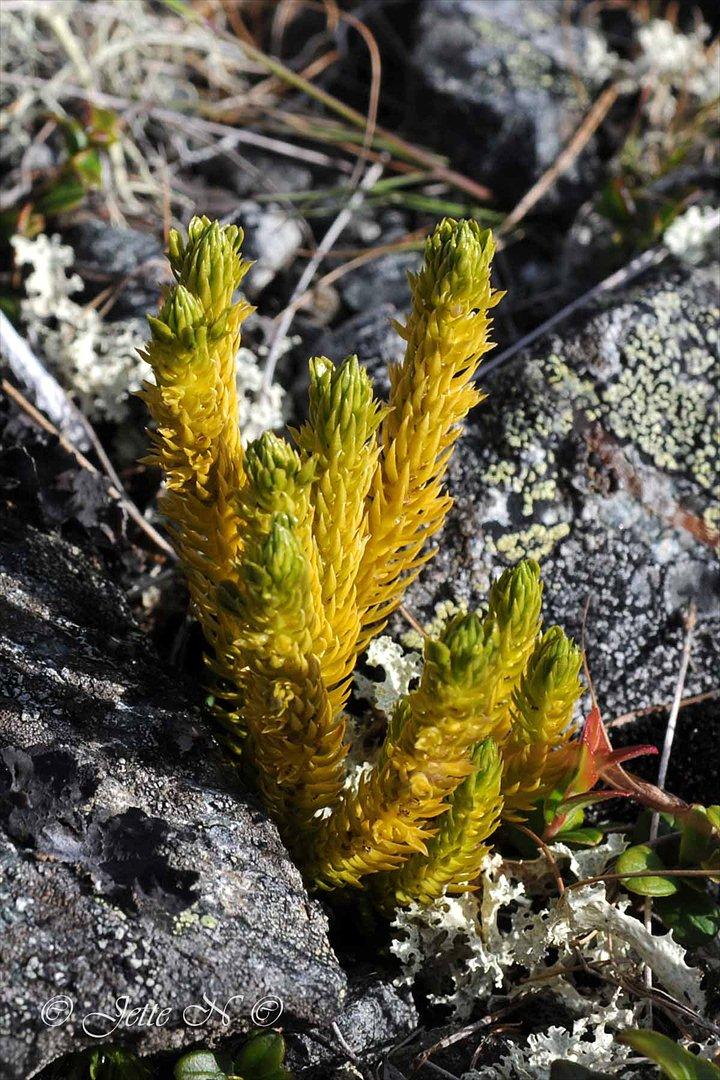 Billeder fra Norge 2011 - Lidt mere flora på fjeldet, her er det en Ulvefod (Nikon D300s med 17-55 mm f/2,8 objektiv) billede 39