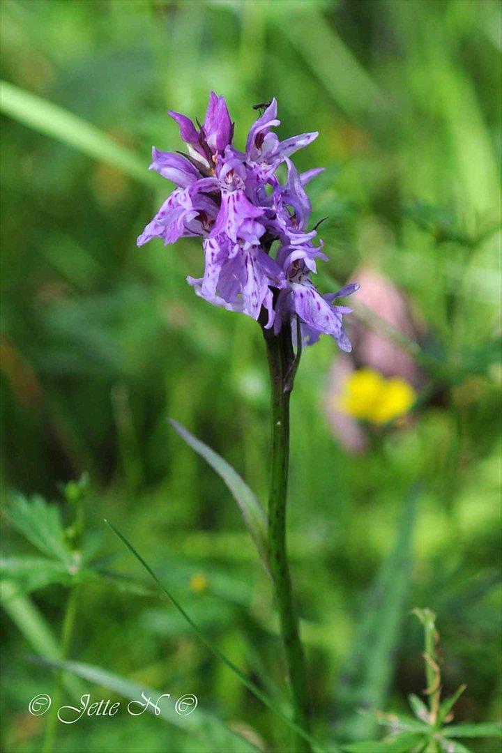 Billeder fra Norge 2011 - Flora på fjeldet: En Gøgeurt (Vild orkidé) (Nikon D300s med 17-55 mm f/2,8 objektiv) billede 49
