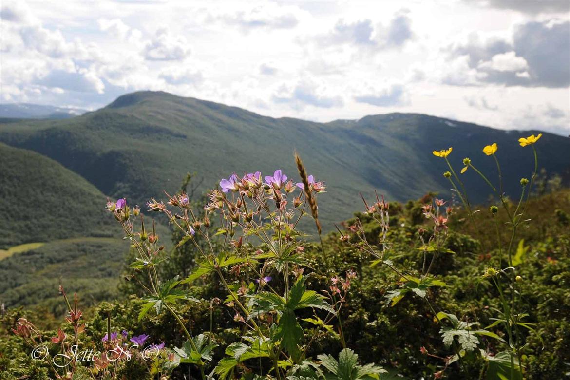 Billeder fra Norge 2011 - På toppen af Venåshøvda (Nikon D300s med 17-55 mm f/2,8 objektiv) billede 50