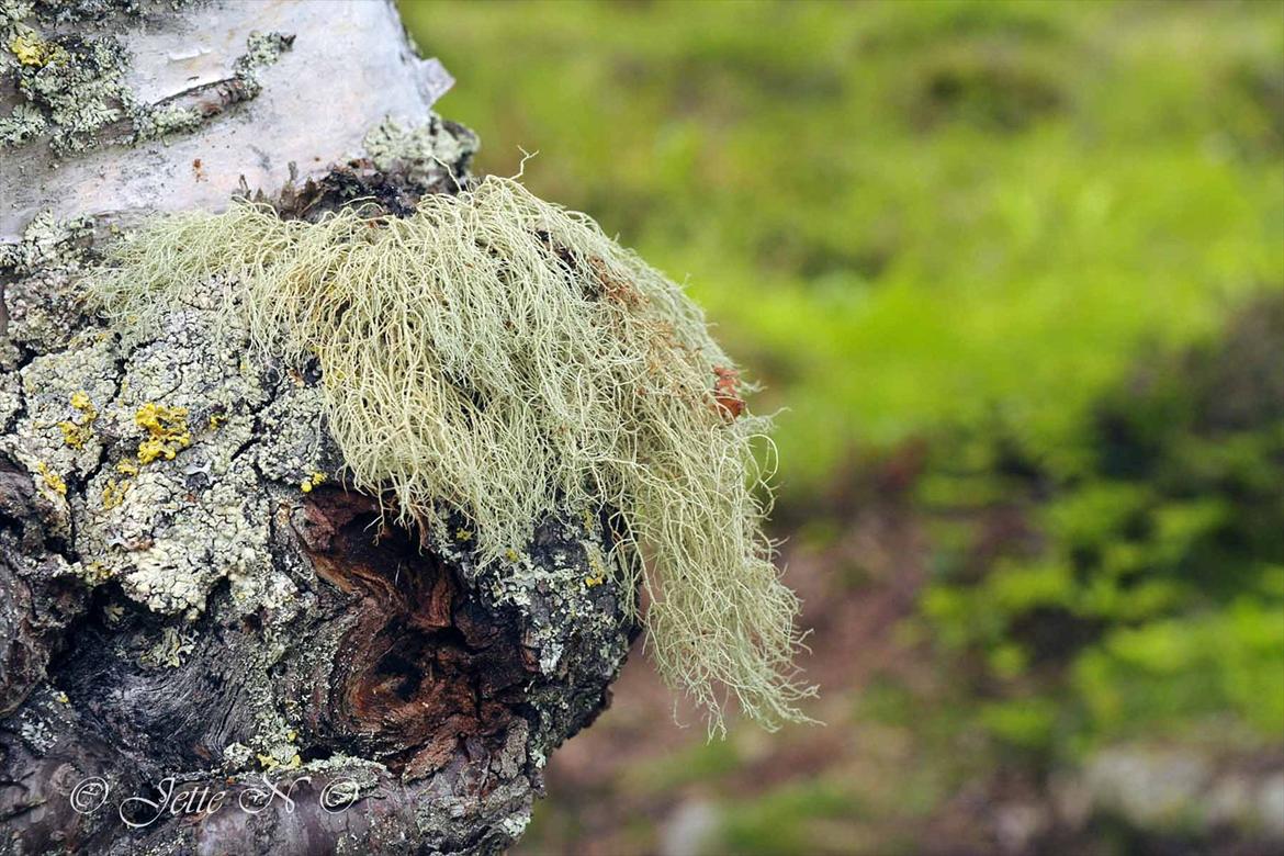 Billeder fra Norge 2011 - Jeg har endnu ikke fundet ud af, hvad dette er for et fænomen... (Nikon D300s med 17-55 mm f/2,8 objektiv) billede 53