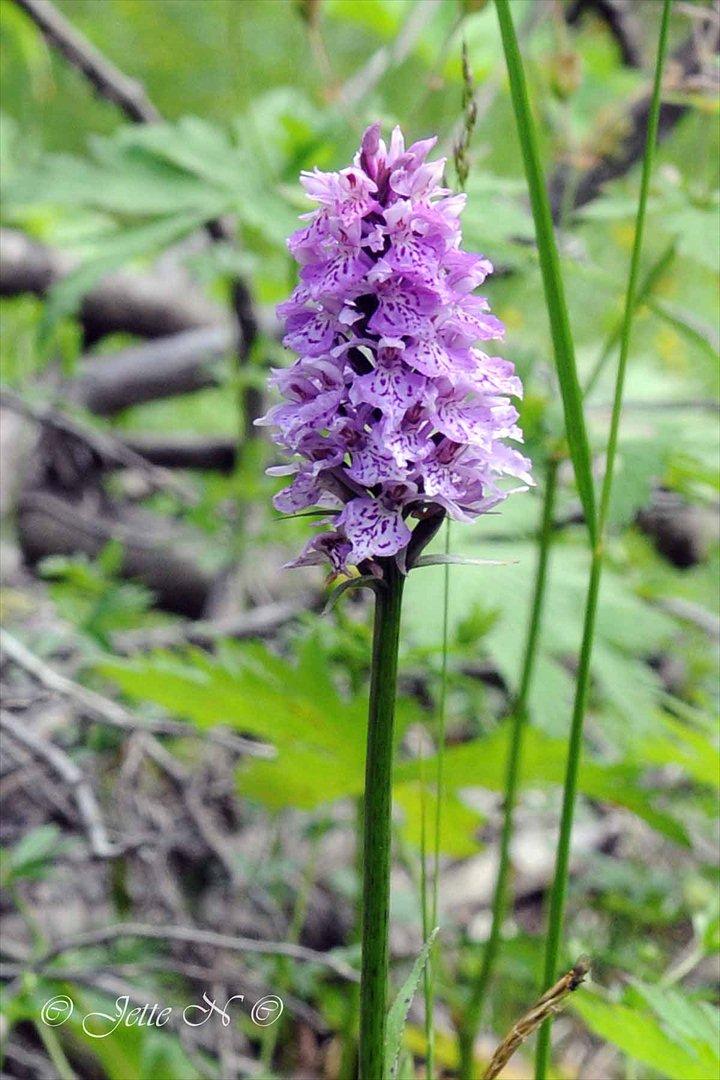 Billeder fra Norge 2011 - Flora på fjeldet: Denne gang en Plettet Gøgeurt (Vild orkidé) (Nikon D300s med 17-55 mm f/2,8 objektiv) billede 54