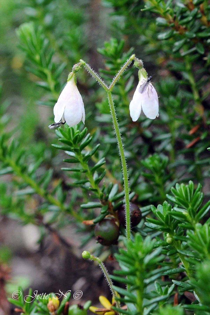 Billeder fra Norge 2011 - Flora på fjeldet: En ganske lille blomst, som jeg endnu ikke har fundet ud af, hvad er for en - Måske en linnæa? (Nikon D300s med 17-55 mm f/2,8 objektiv) billede 55