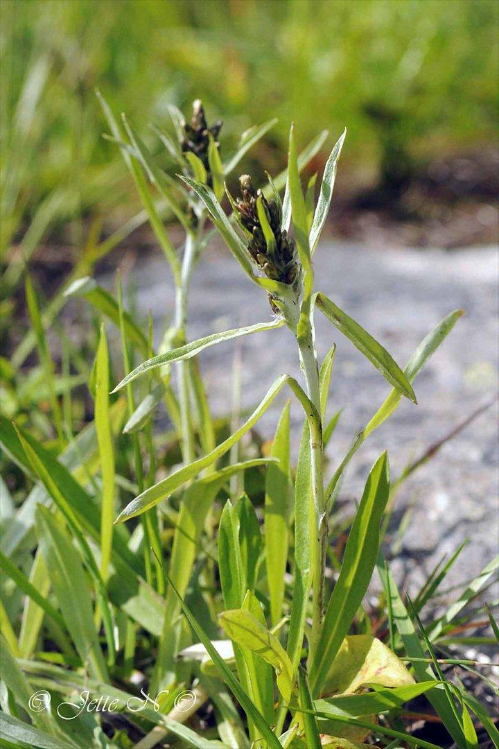 Billeder fra Norge 2011 - Flora på fjeldet: Sæter-Evighedsblomst (Nikon D300s med 17-55 mm f/2,8 objektiv) billede 56