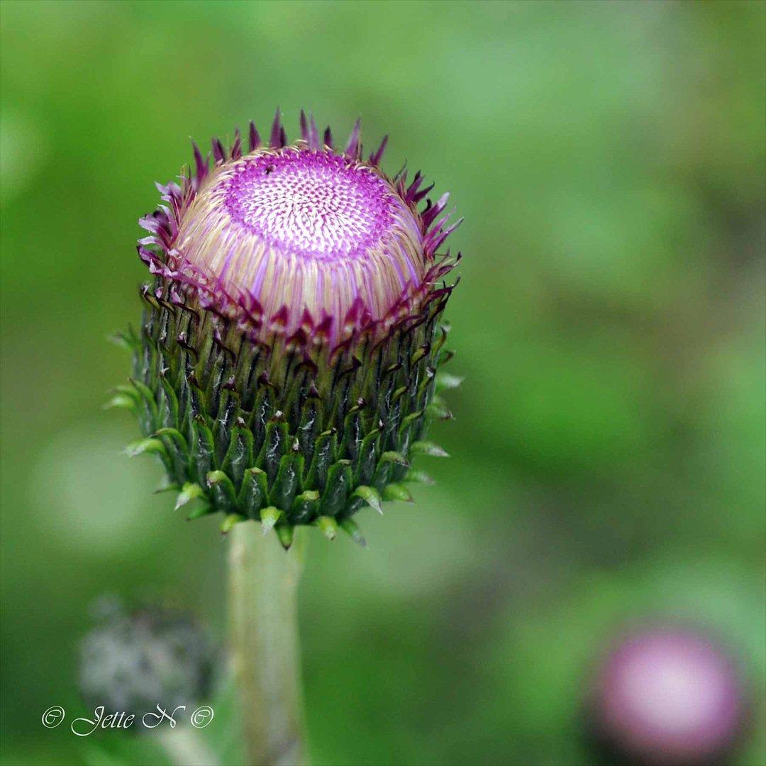 Billeder fra Norge 2011 - Flora på fjeldet: Endnu en ubekendt blomst. (Nikon D300s med 17-55 mm f/2,8 objektiv) billede 57