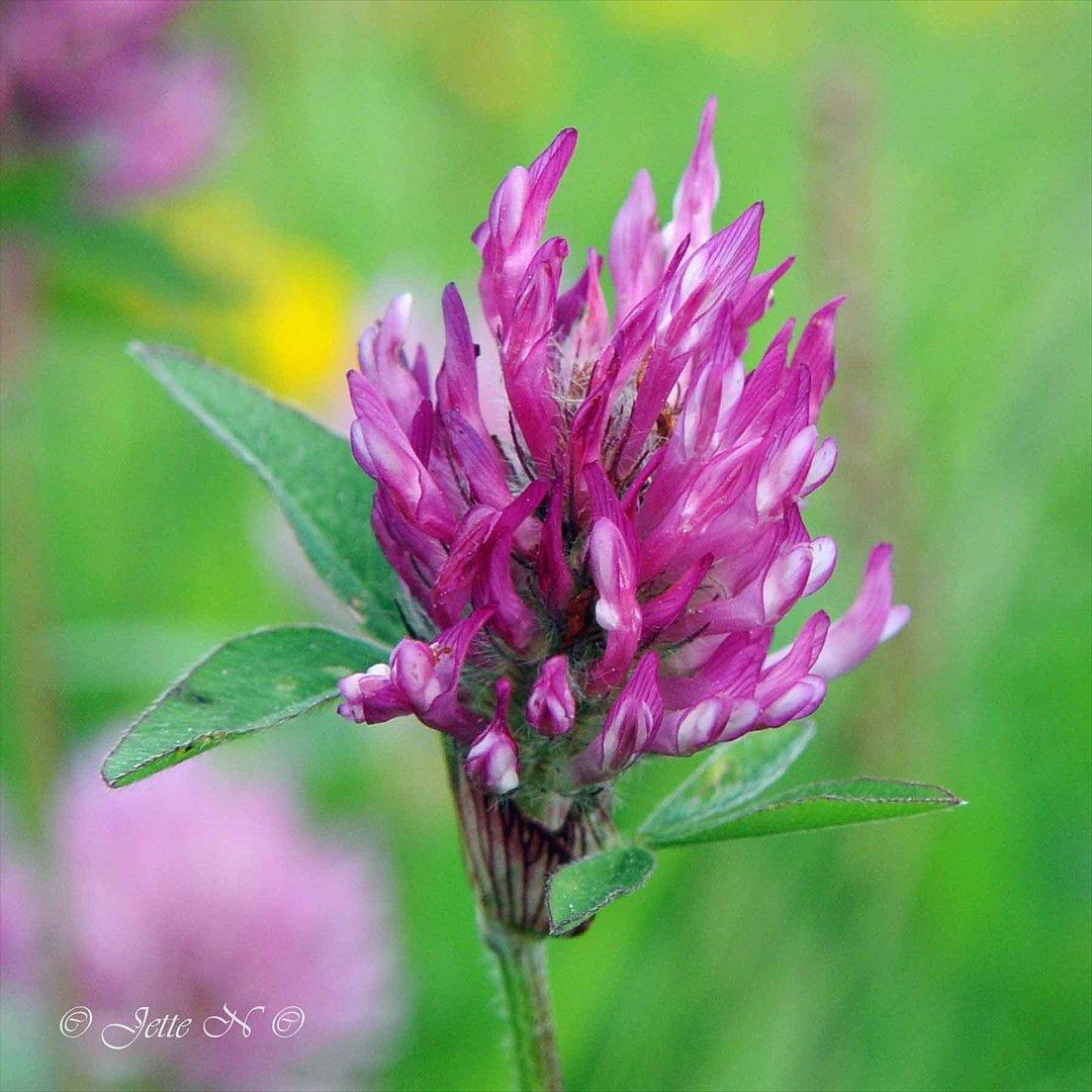 Billeder fra Norge 2011 - Flora på fjeldet: En rødkløver (Nikon D300s med 17-55 mm f/2,8 objektiv) billede 58