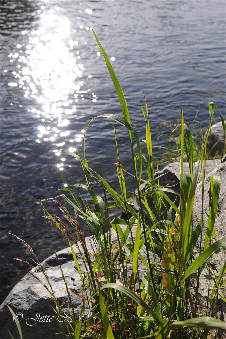 Billeder fra Norge 2011 - Ved elven neden for vores hytte :o) (Nikon D300s med 17-55 mm f/2,8 objektiv) billede 59