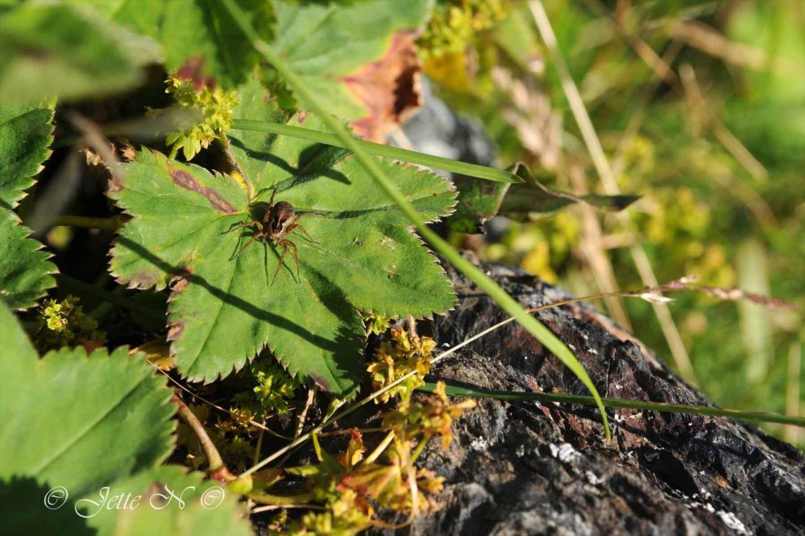 Billeder fra Norge 2011 - En edderkop, der soler sig på et blad, ved elven neden for vores hytte :o) (Nikon D300s med 17-55 mm f/2,8 objektiv) billede 60
