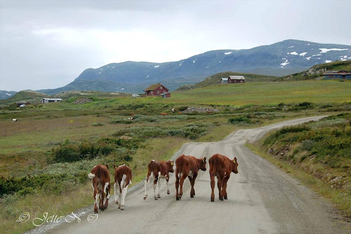 Billeder fra Norge 2011 - Fra fjeldvejen mellem Ål og Hemsedal - Ja her går køerne løst omkring. (Nikon D40 med 18-55 mm II f/3,5-5,6 objektiv) billede 71