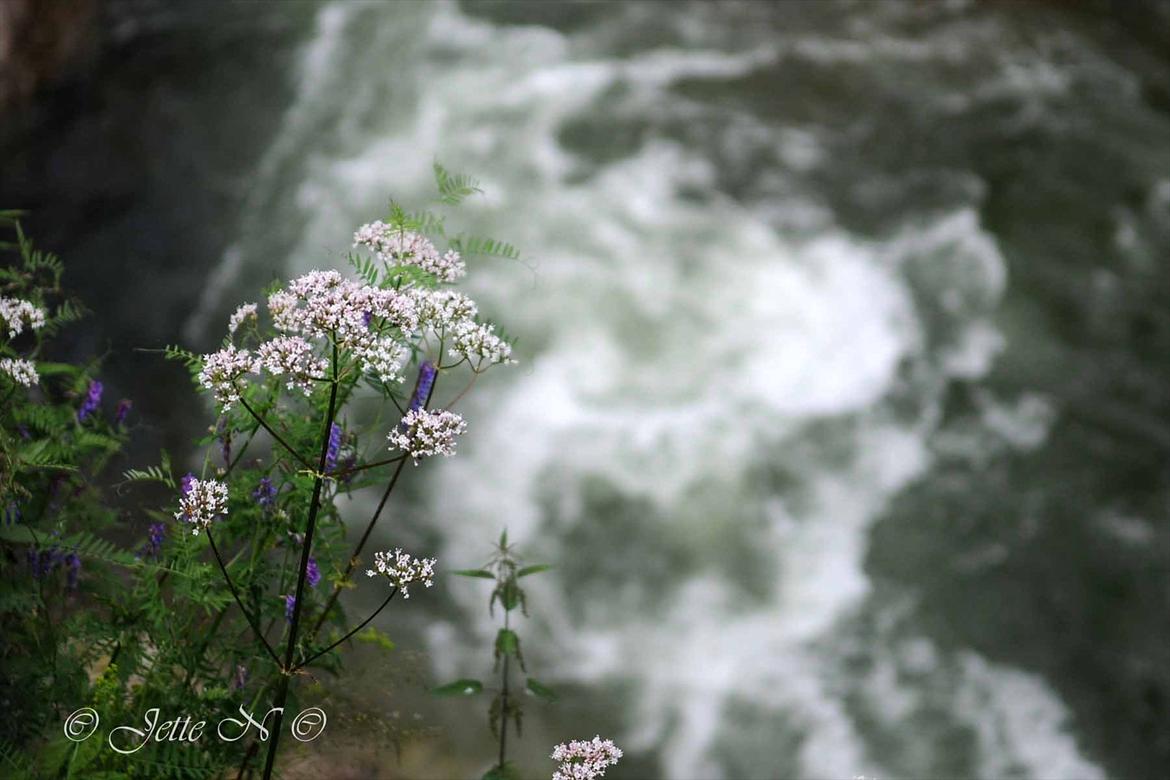 Billeder fra Norge 2011 - Lidt blomster ved fossen (Nikon D300s med 17-55 mm f/2,8 objektiv) billede 85
