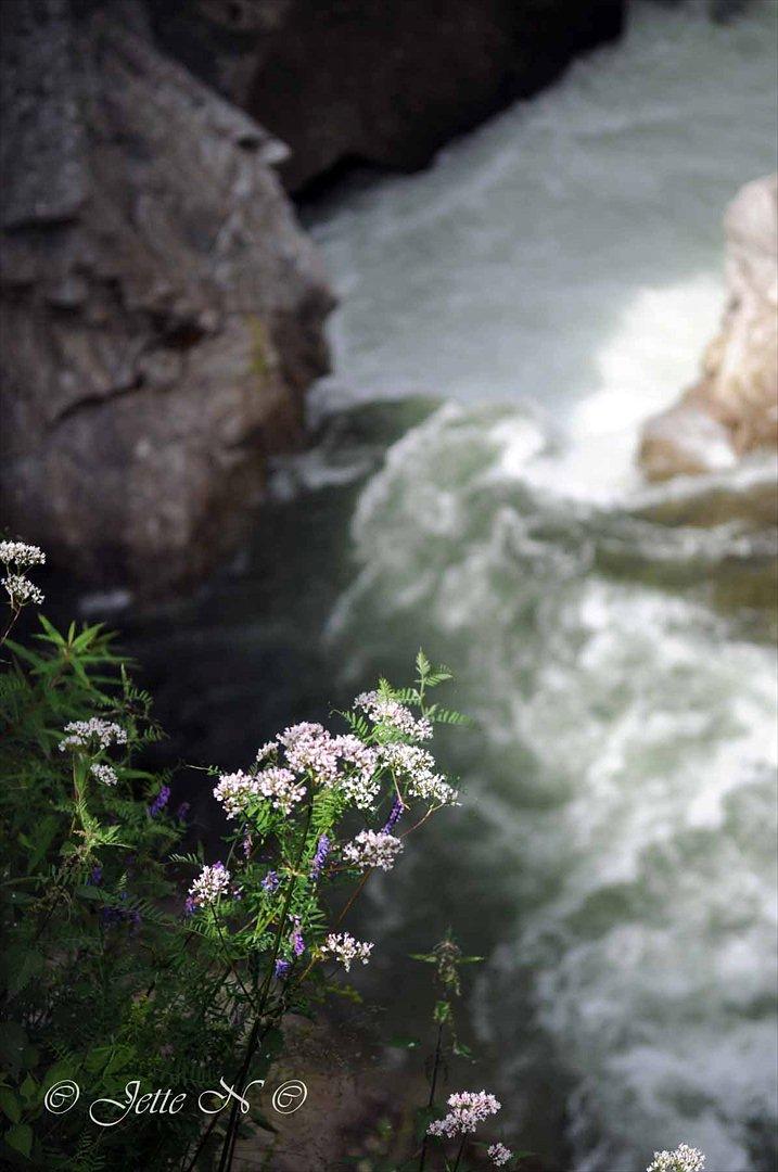 Billeder fra Norge 2011 - Lidt blomster ved fossen (Nikon D300s med 17-55 mm f/2,8 objektiv) billede 86