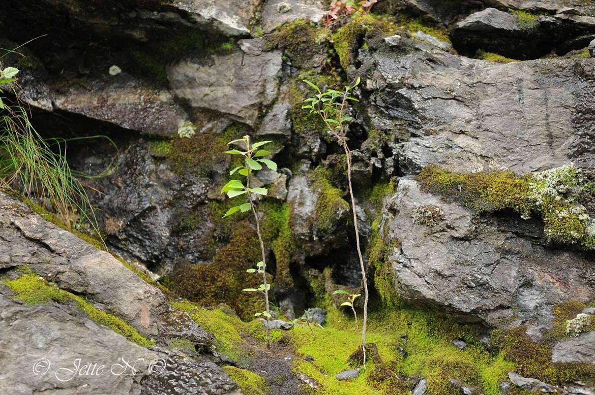 Billeder fra Norge 2011 - (Nikon D300s med 17-55 mm f/2,8 objektiv) billede 94